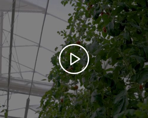 Szklarnia Producent szklarni ogrodowych