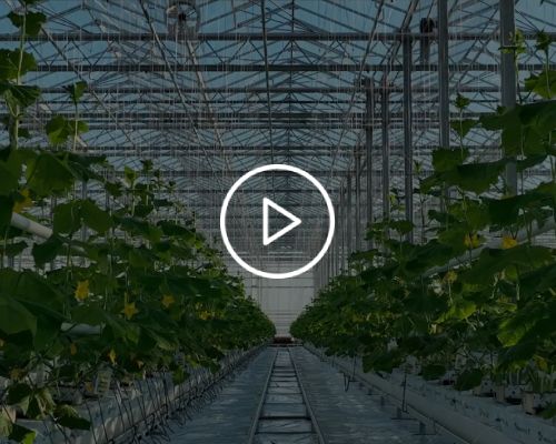 Szklarnia Szklarnie na wymiar - Producent