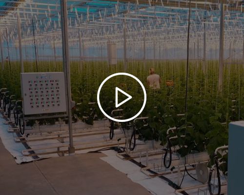 Szklarnia Producent szklarni